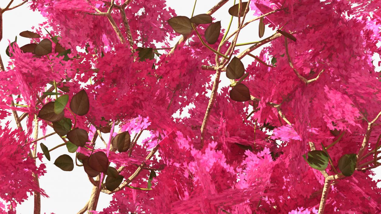 3D model Tabebuia Avellanedae Tree