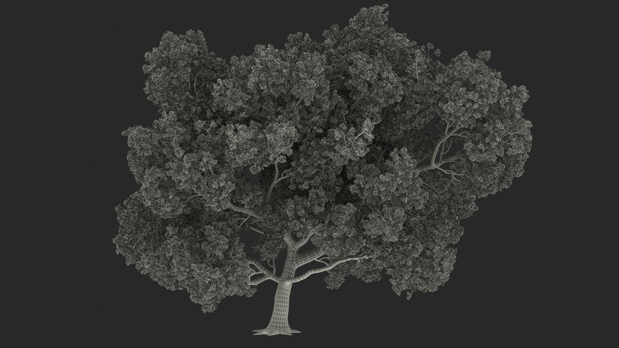 3D model Tabebuia Avellanedae Tree