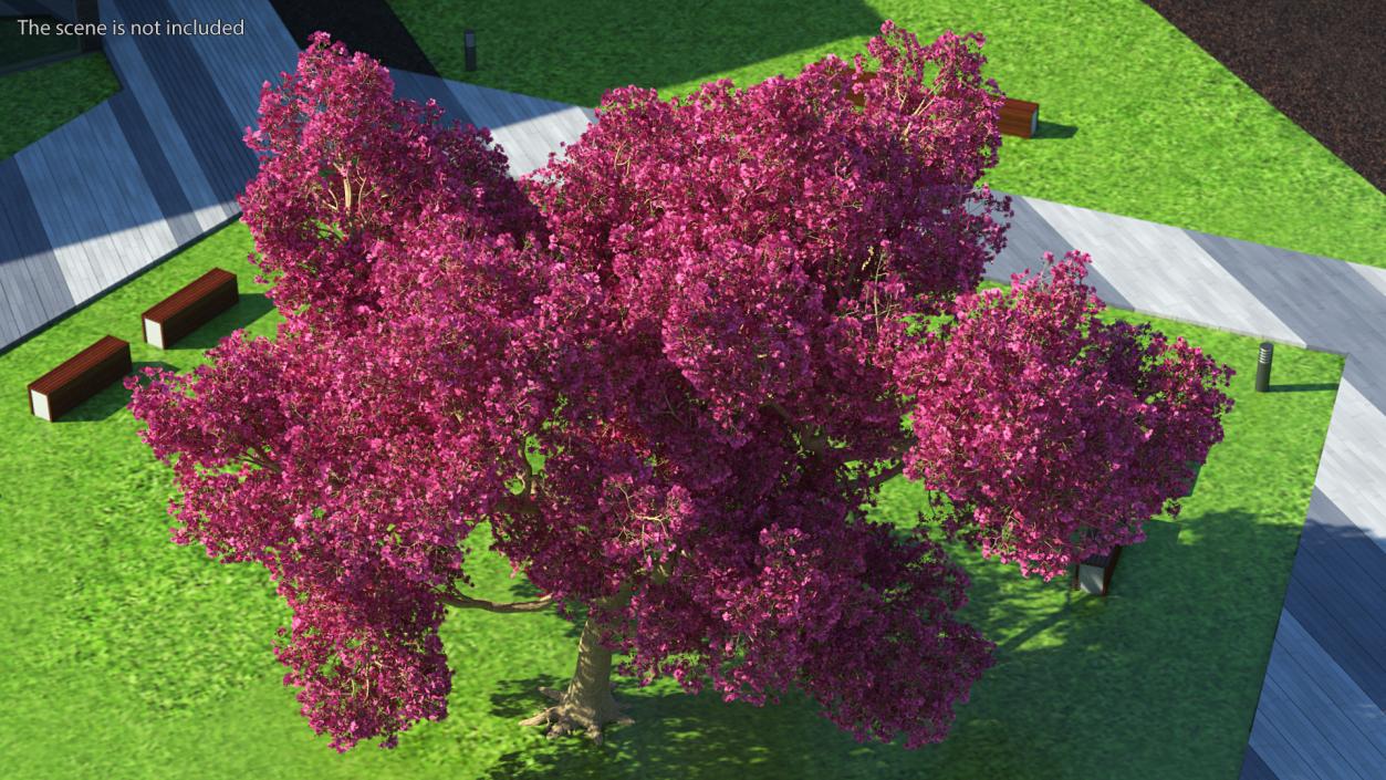 3D model Tabebuia Avellanedae Tree