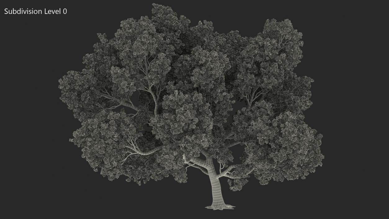 3D model Tabebuia Avellanedae Tree