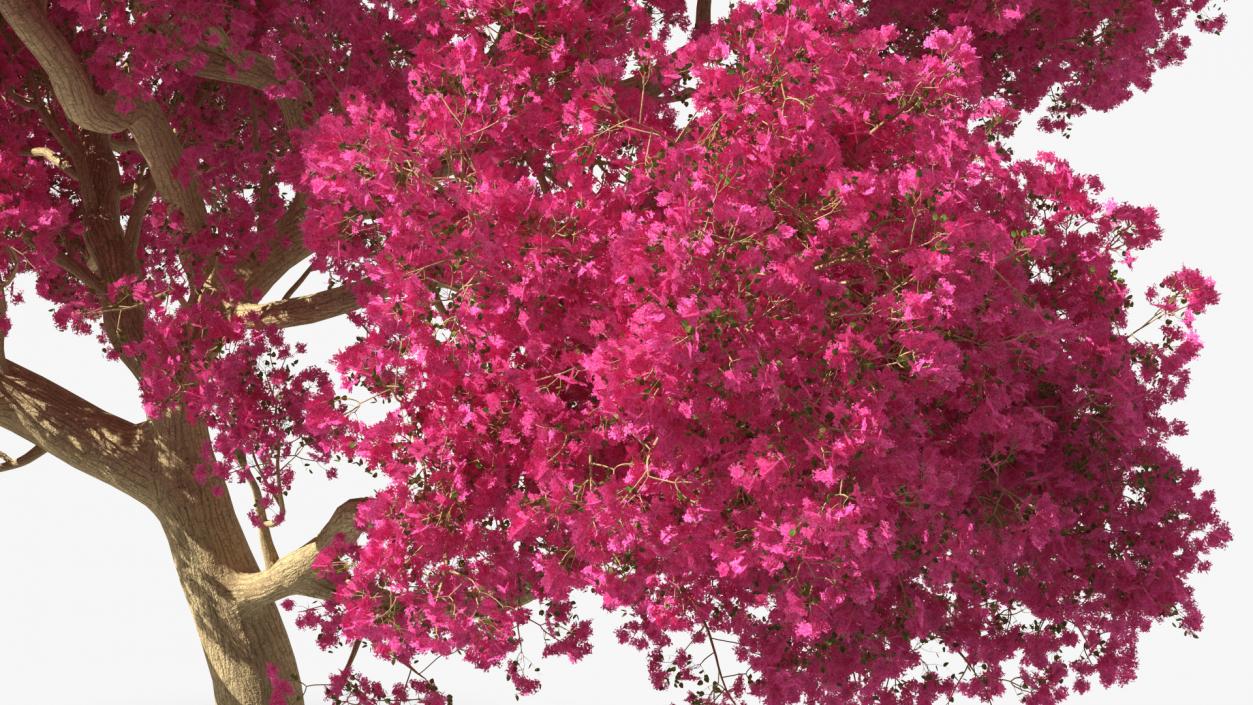 3D model Tabebuia Avellanedae Tree