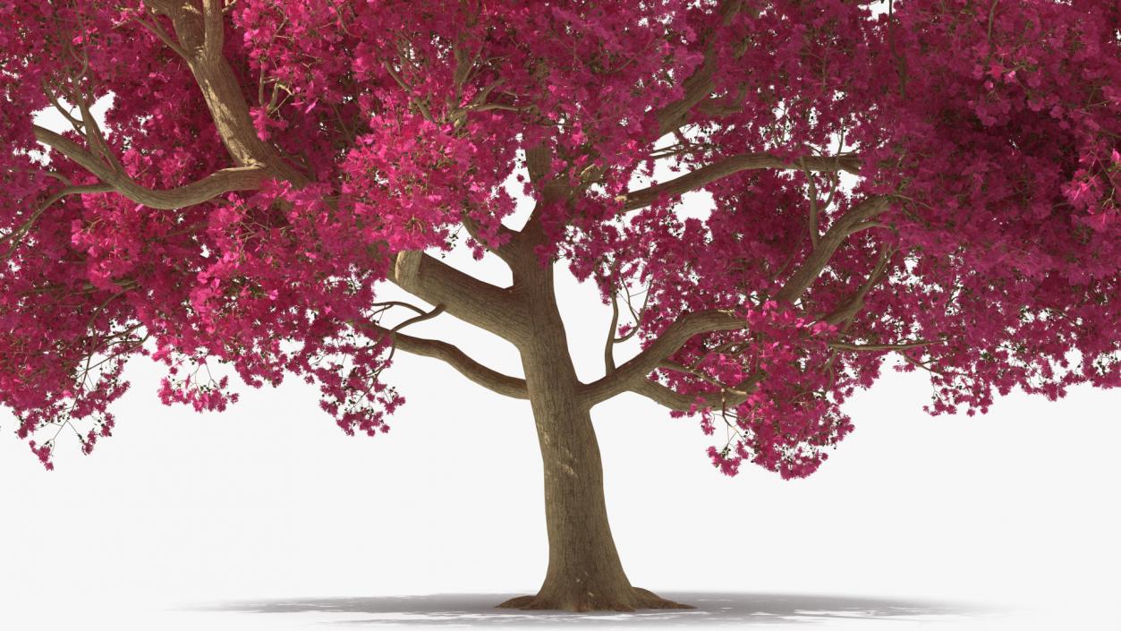 3D model Tabebuia Avellanedae Tree