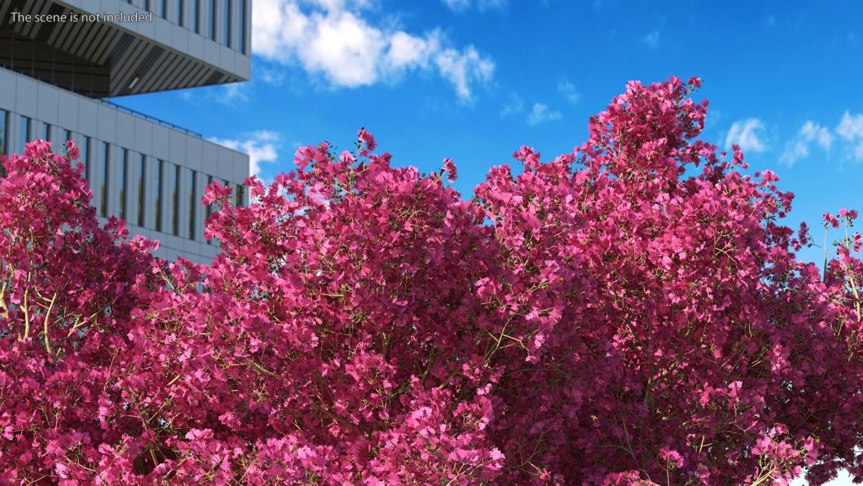 3D model Tabebuia Avellanedae Tree