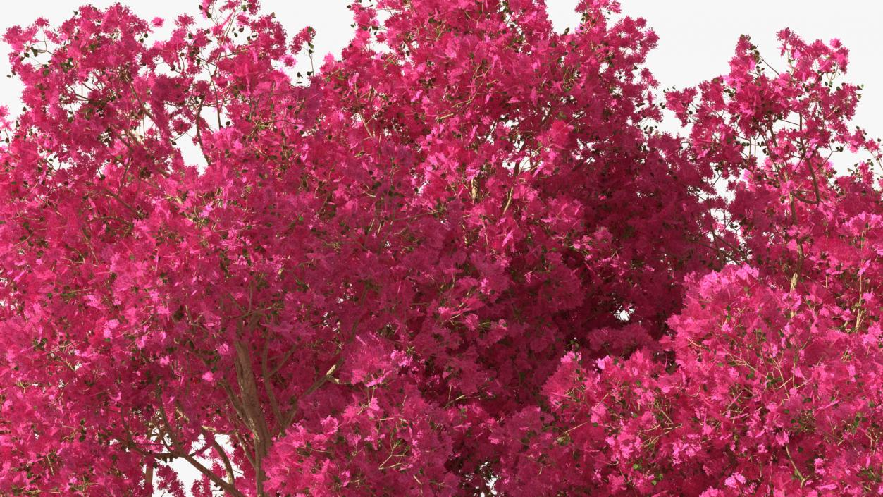 3D model Tabebuia Avellanedae Tree