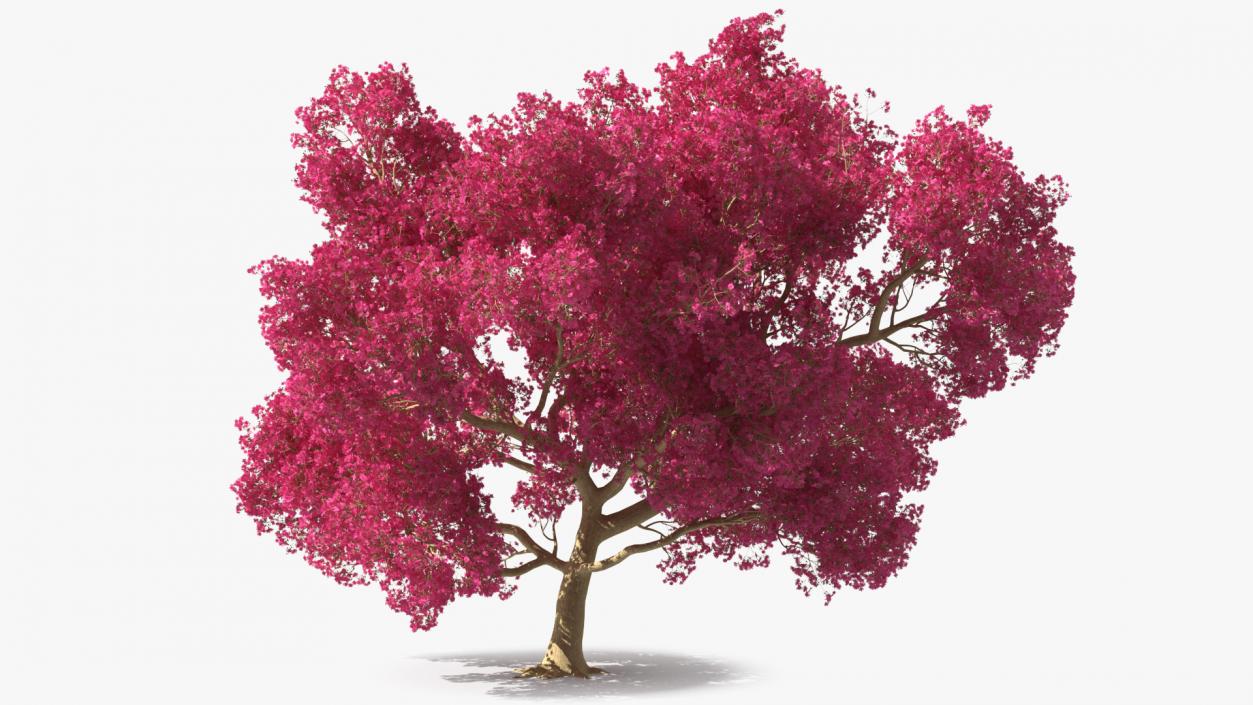 3D model Tabebuia Avellanedae Tree