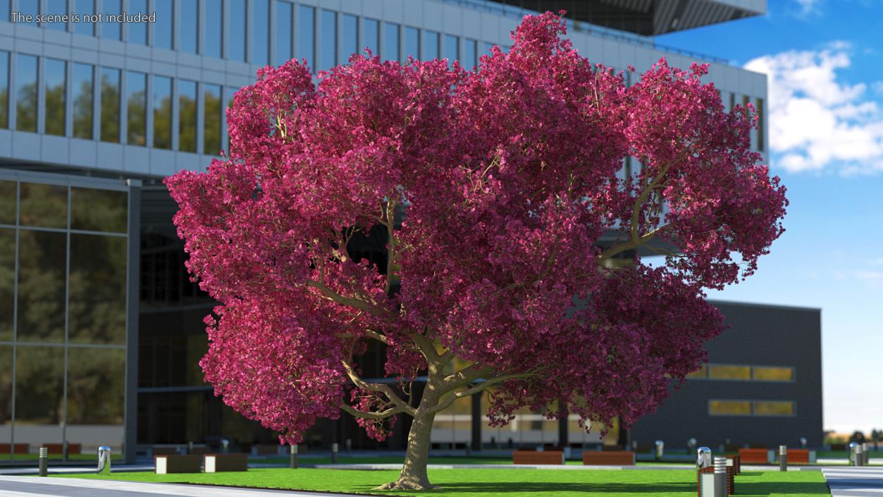 3D model Tabebuia Avellanedae Tree