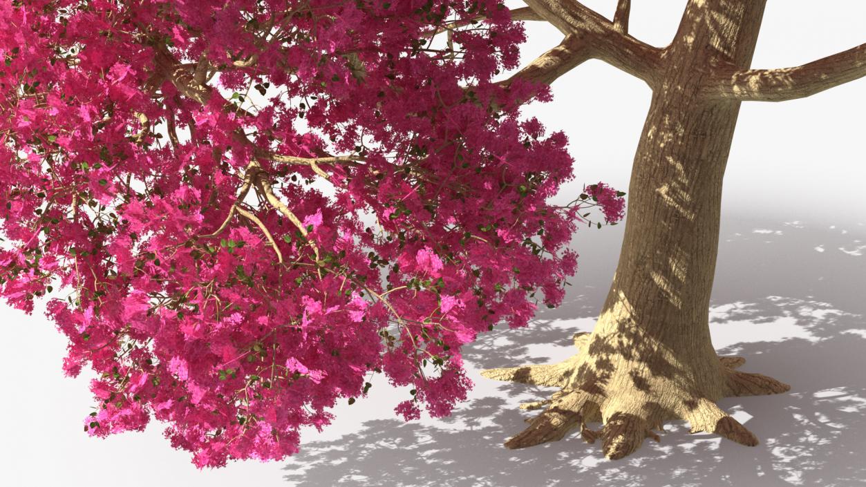 3D model Tabebuia Avellanedae Tree