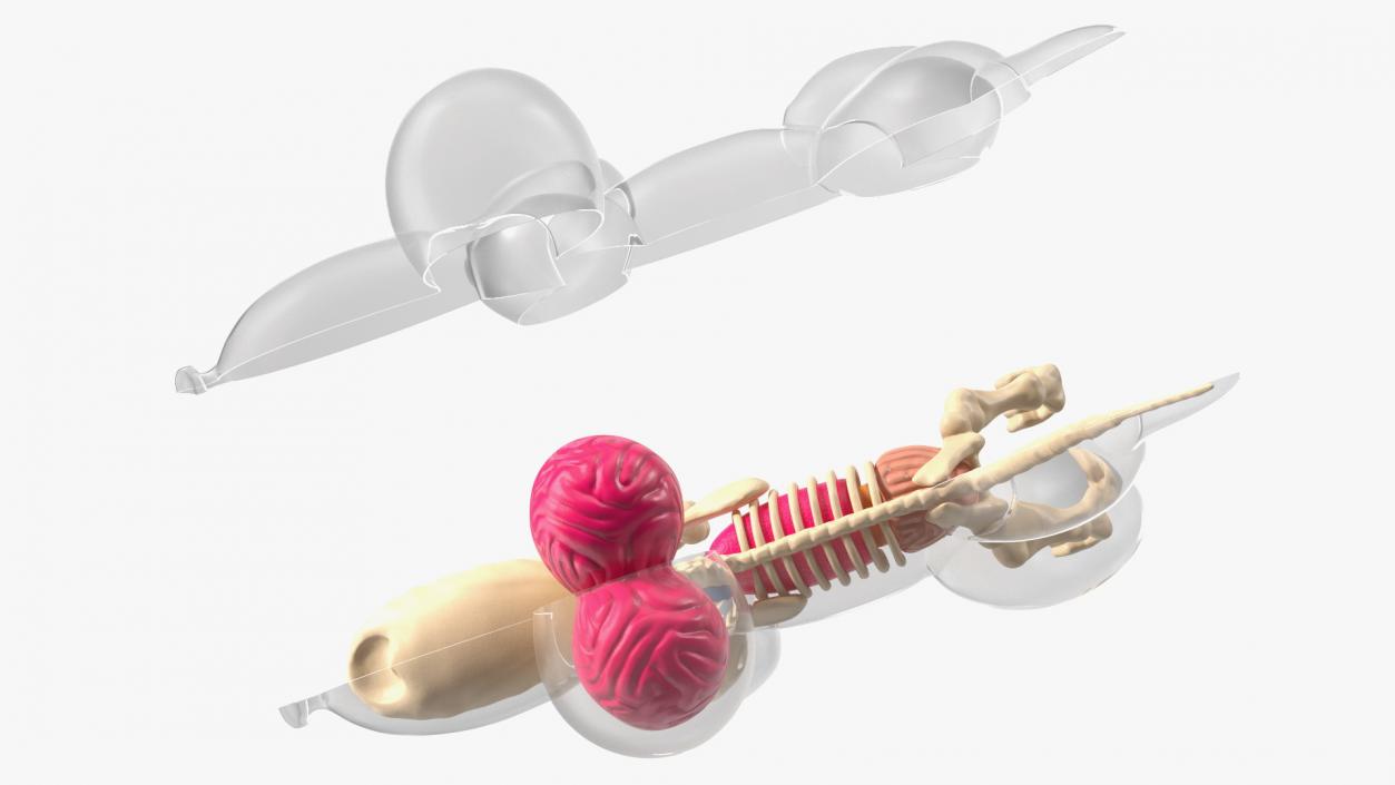 3D Mini Balloon Dog Skeleton Anatomy model