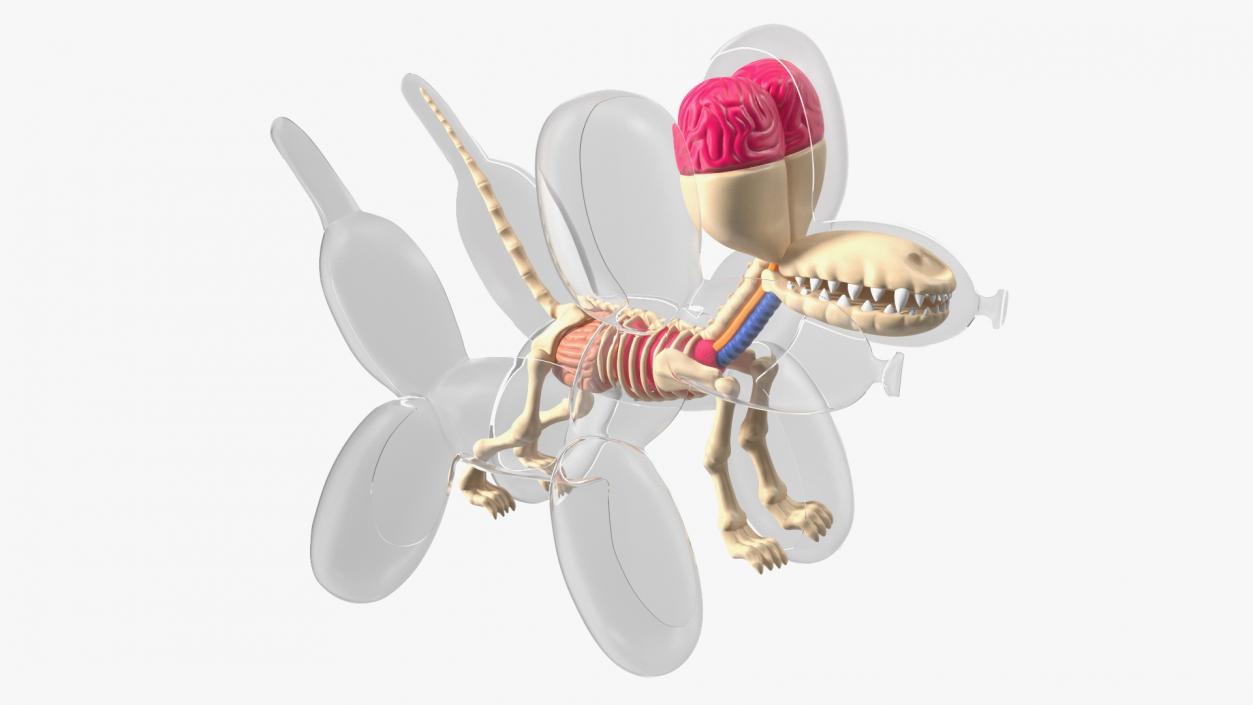 3D Mini Balloon Dog Skeleton Anatomy model