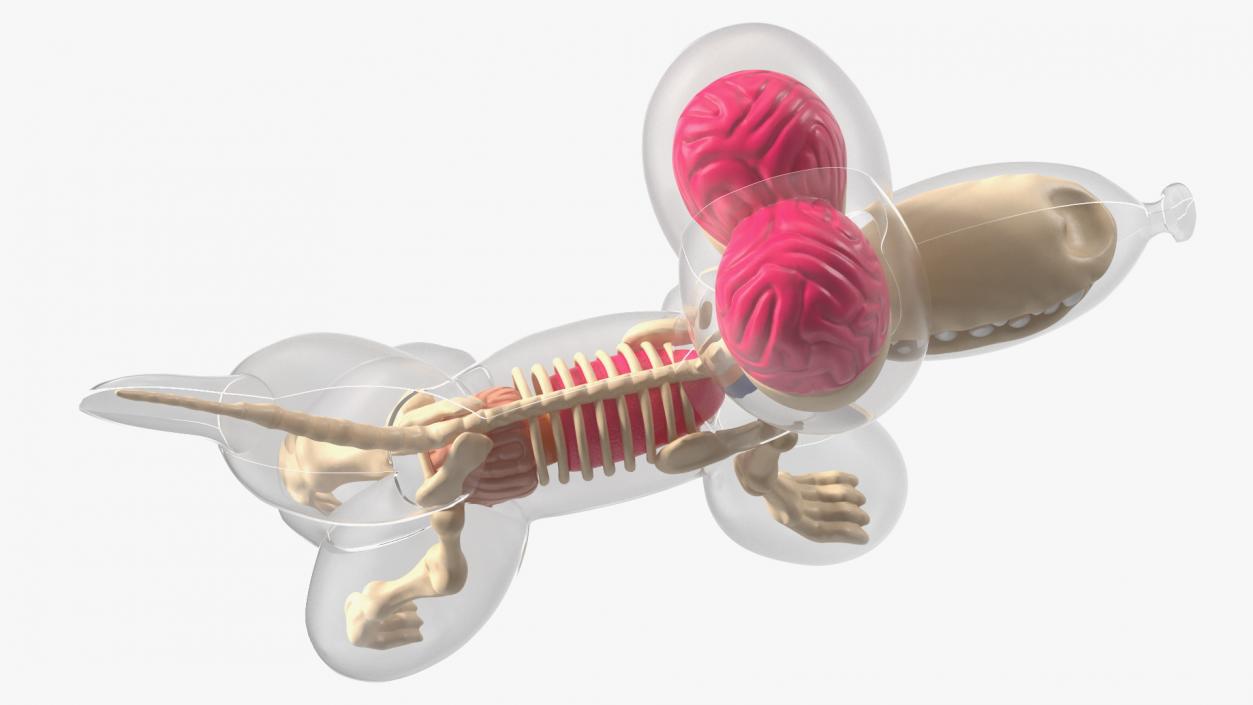 3D Mini Balloon Dog Skeleton Anatomy model