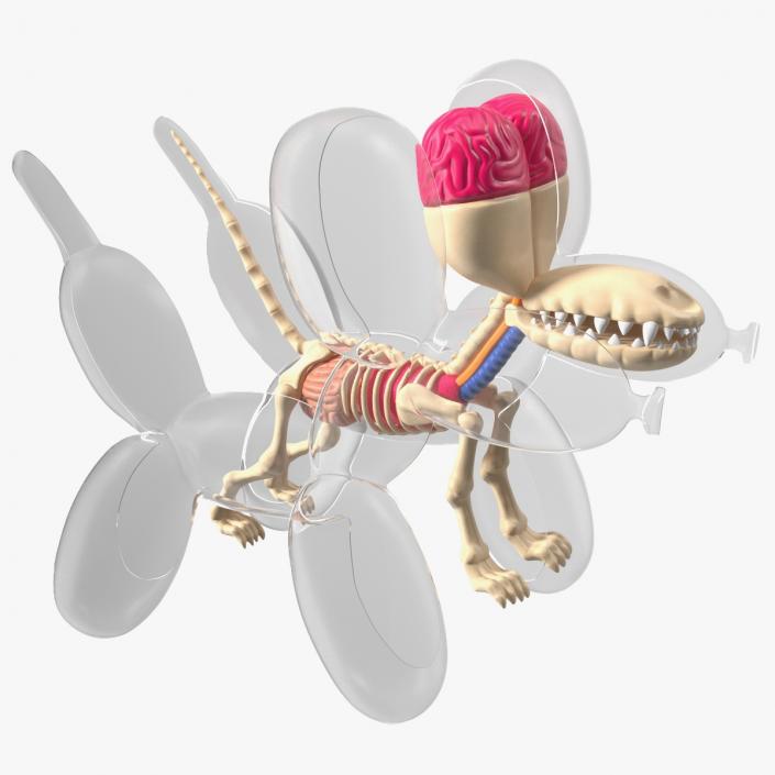 3D Mini Balloon Dog Skeleton Anatomy model