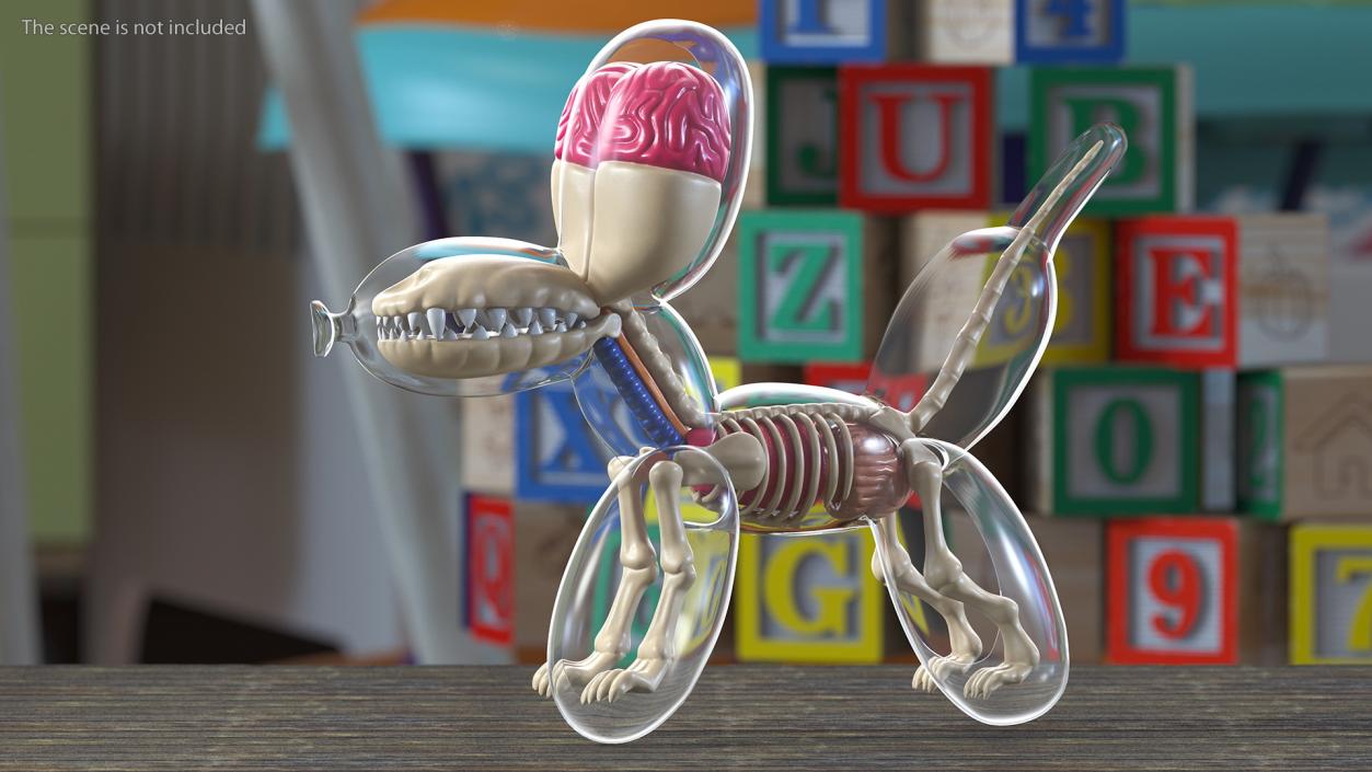 3D Mini Balloon Dog Skeleton Anatomy model