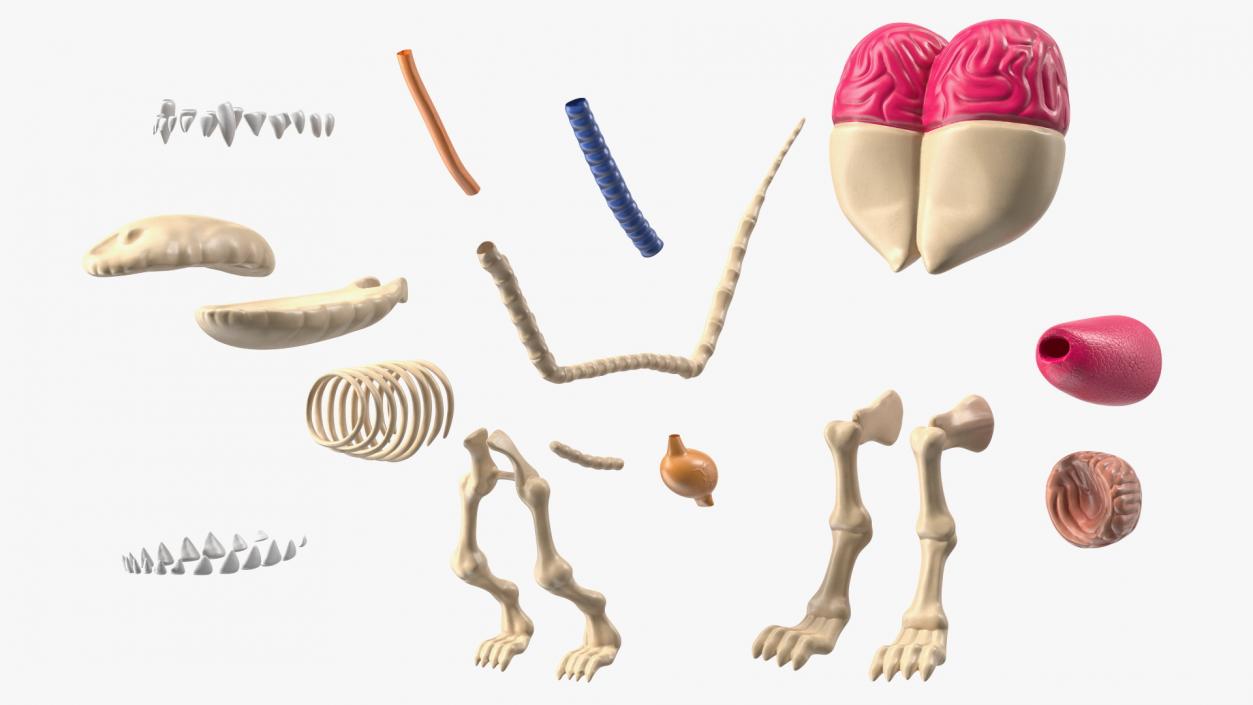 3D Mini Balloon Dog Skeleton Anatomy model