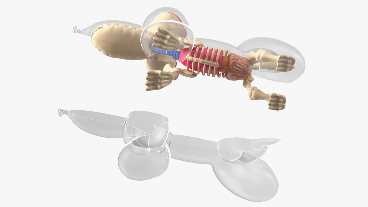 3D Mini Balloon Dog Skeleton Anatomy model