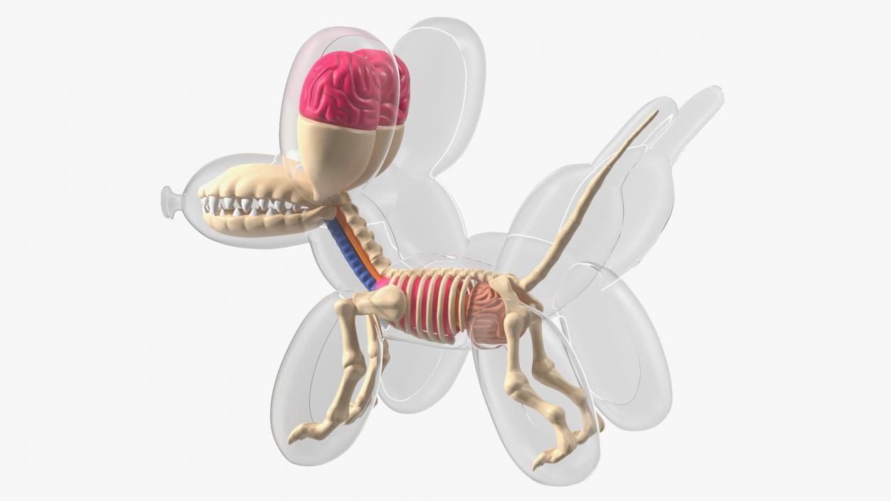 3D Mini Balloon Dog Skeleton Anatomy model