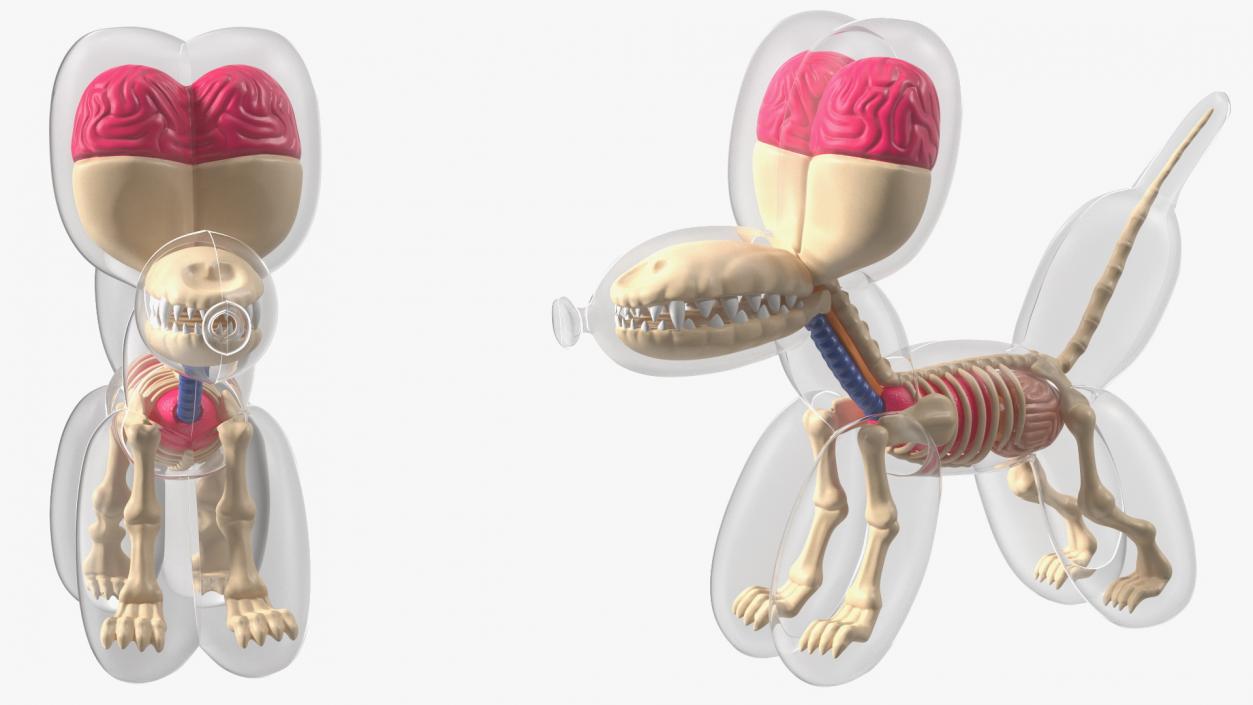 3D Mini Balloon Dog Skeleton Anatomy model