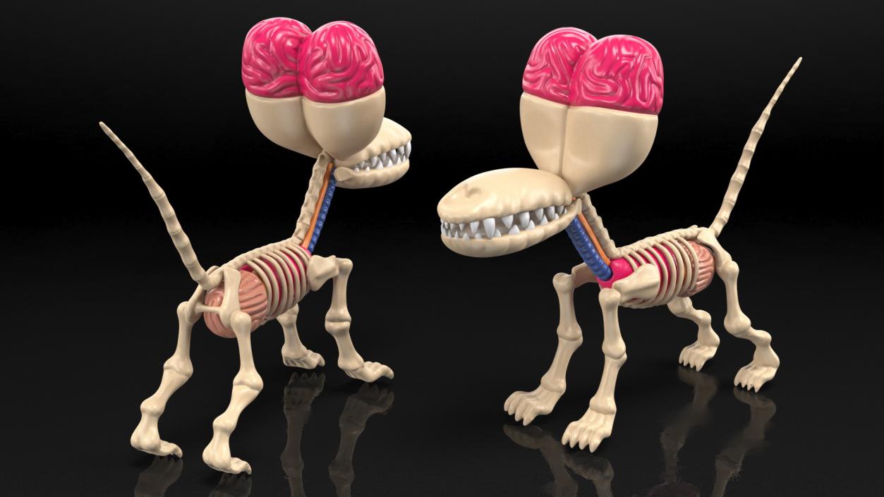 3D Mini Balloon Dog Skeleton Anatomy model