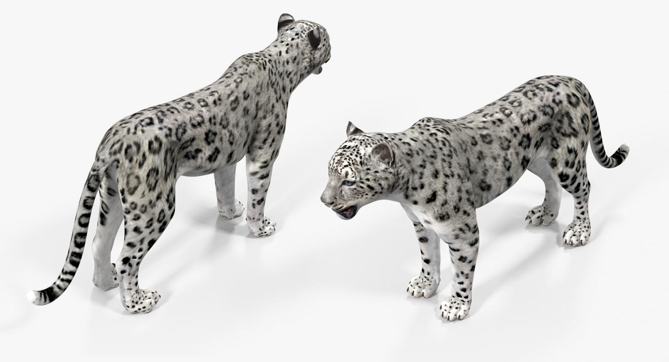 Snow Leopard Rigged 3D model