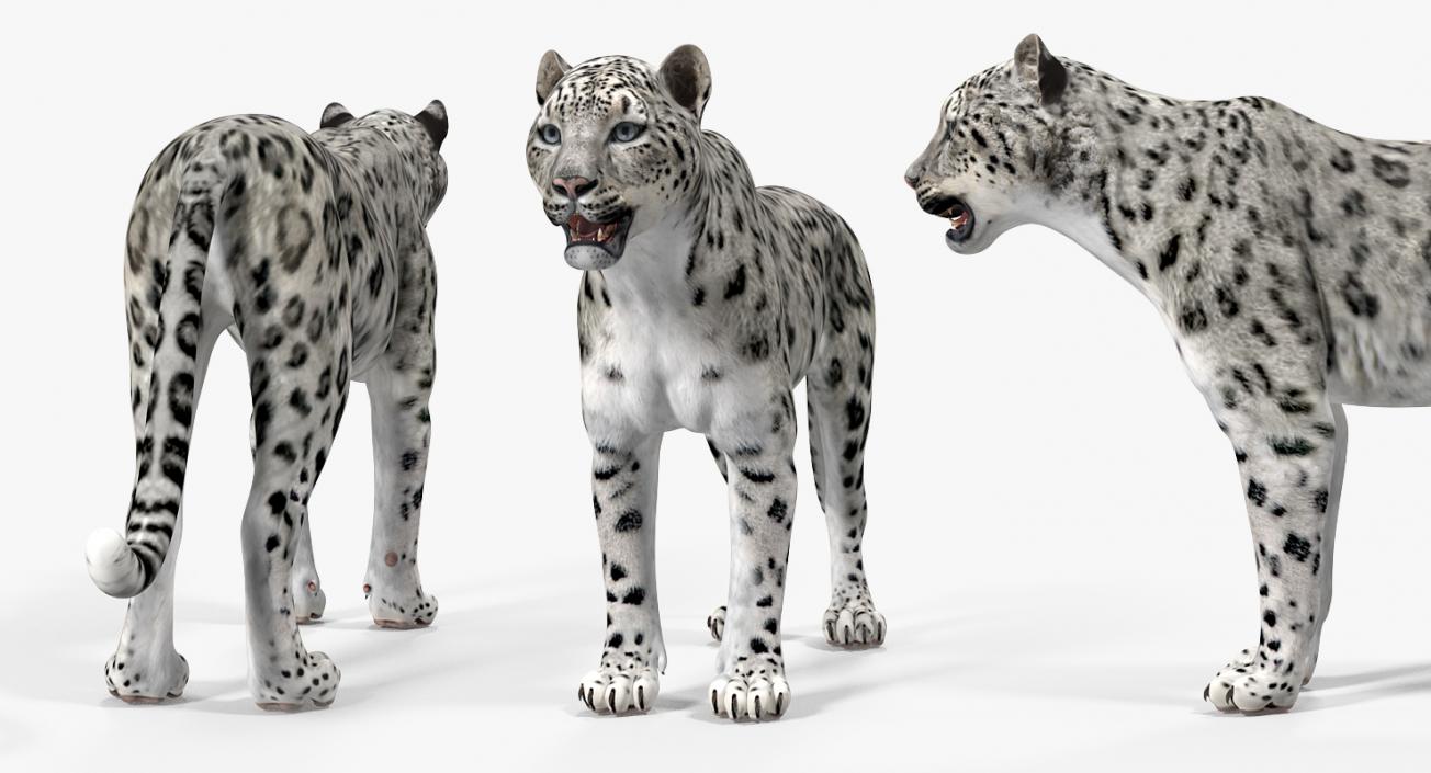 Snow Leopard Rigged 3D model