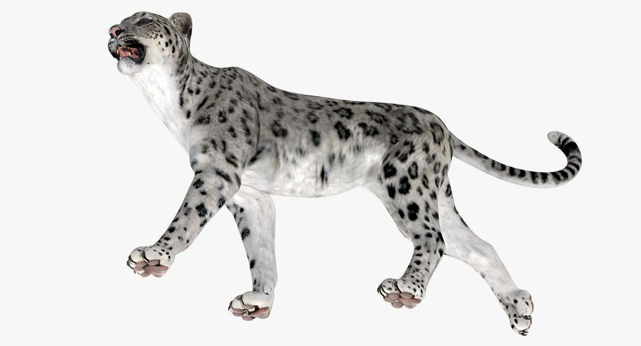 Snow Leopard Rigged 3D model