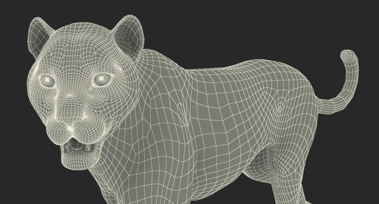 Snow Leopard Rigged 3D model