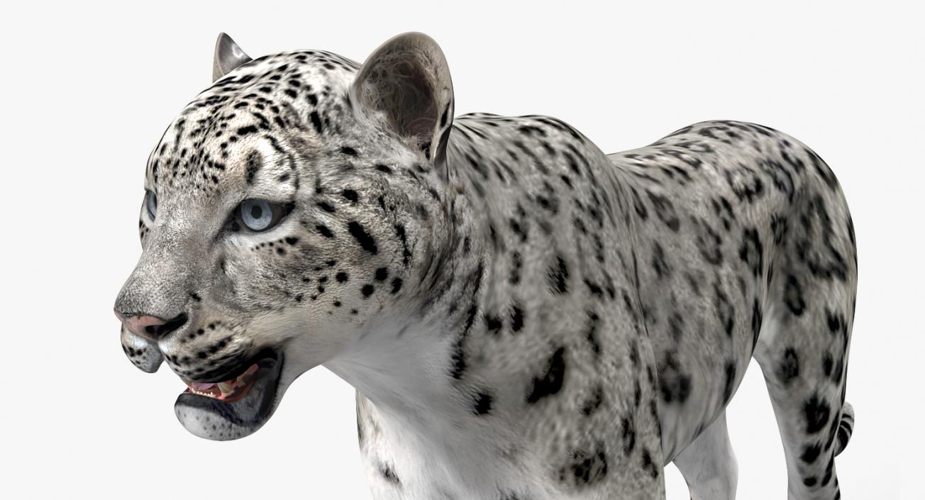 Snow Leopard Rigged 3D model