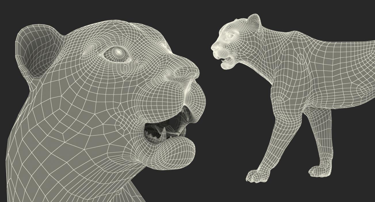 Snow Leopard Rigged 3D model