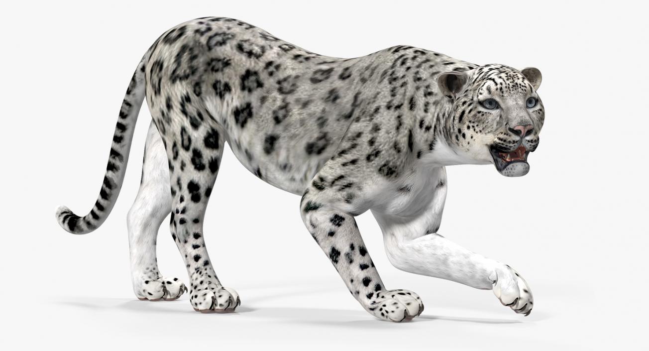 Snow Leopard Rigged 3D model