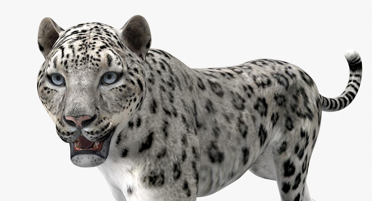 Snow Leopard Rigged 3D model