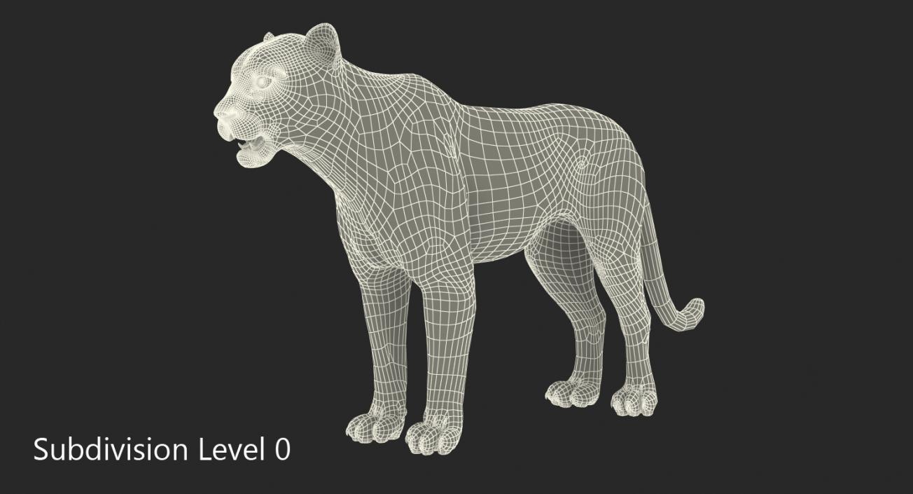 Snow Leopard Rigged 3D model