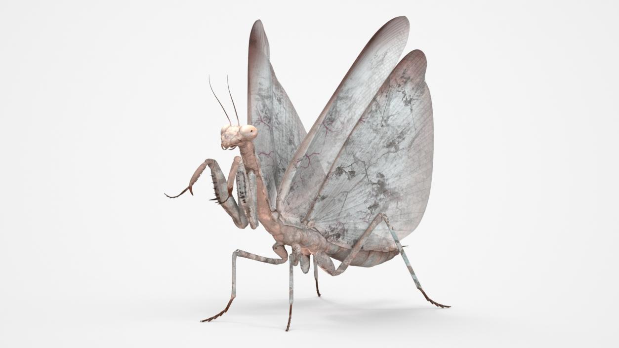 3D model Praying Mantis Insect Fur