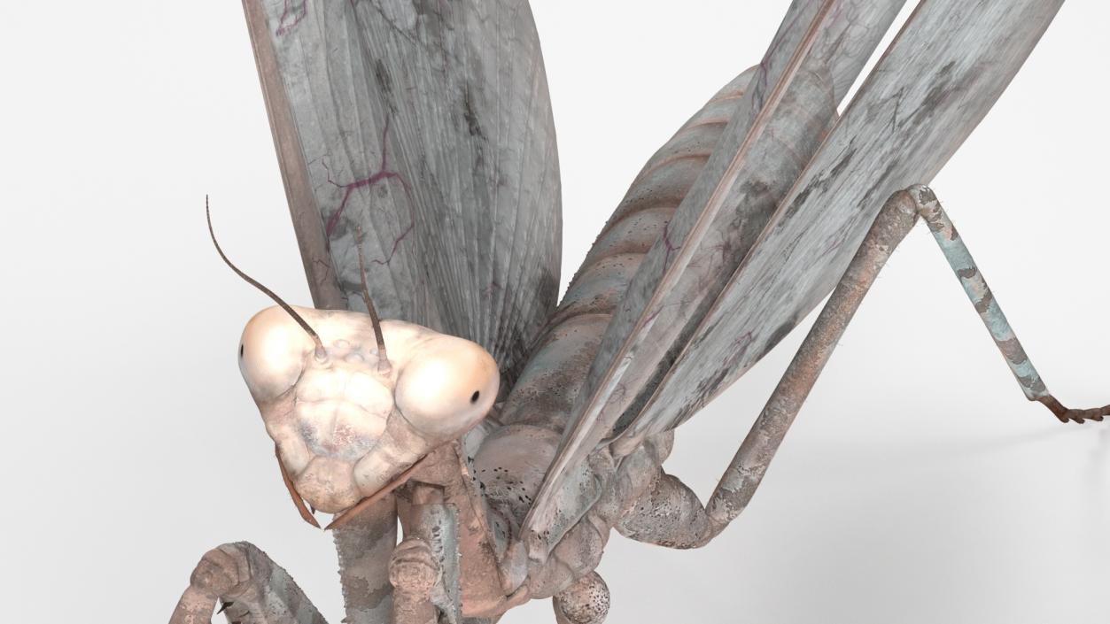 3D model Praying Mantis Insect Fur