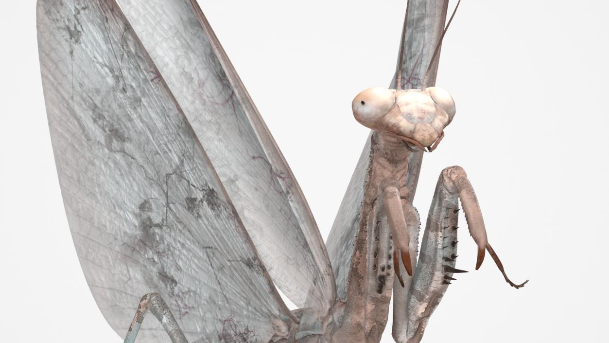 3D model Praying Mantis Insect Fur