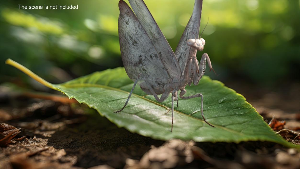 3D model Praying Mantis Insect Fur