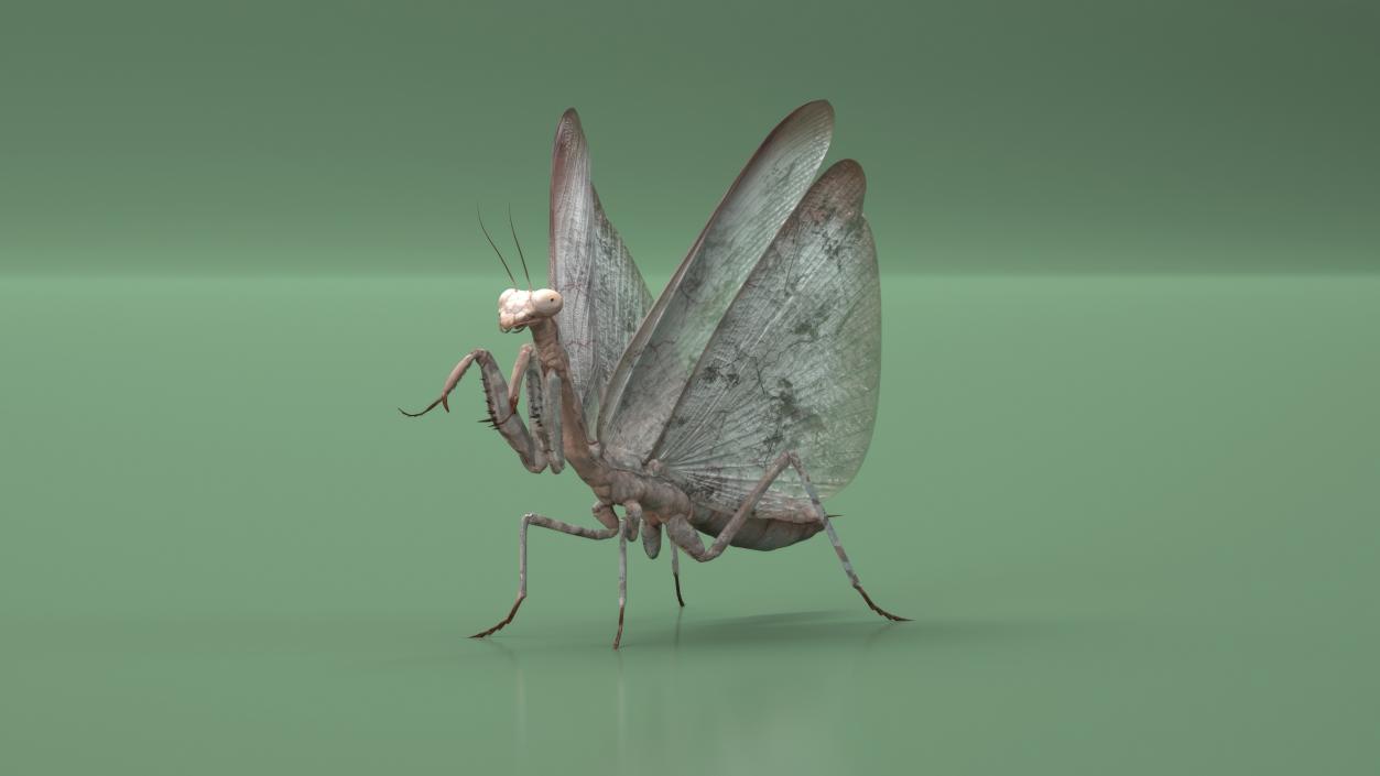 3D model Praying Mantis Insect Fur