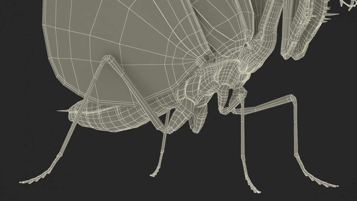 3D model Praying Mantis Insect Fur