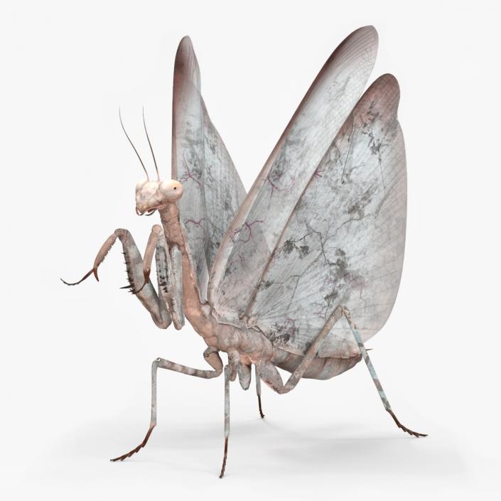 3D model Praying Mantis Insect Fur