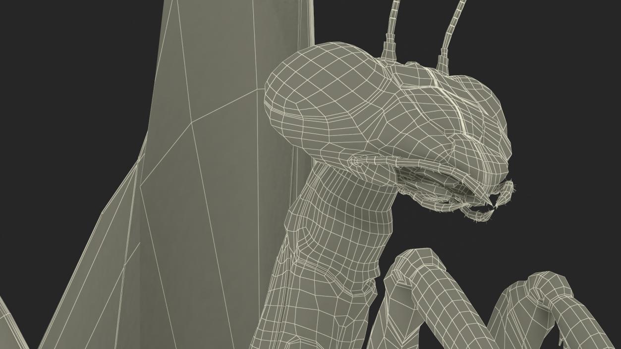 3D model Praying Mantis Insect Fur