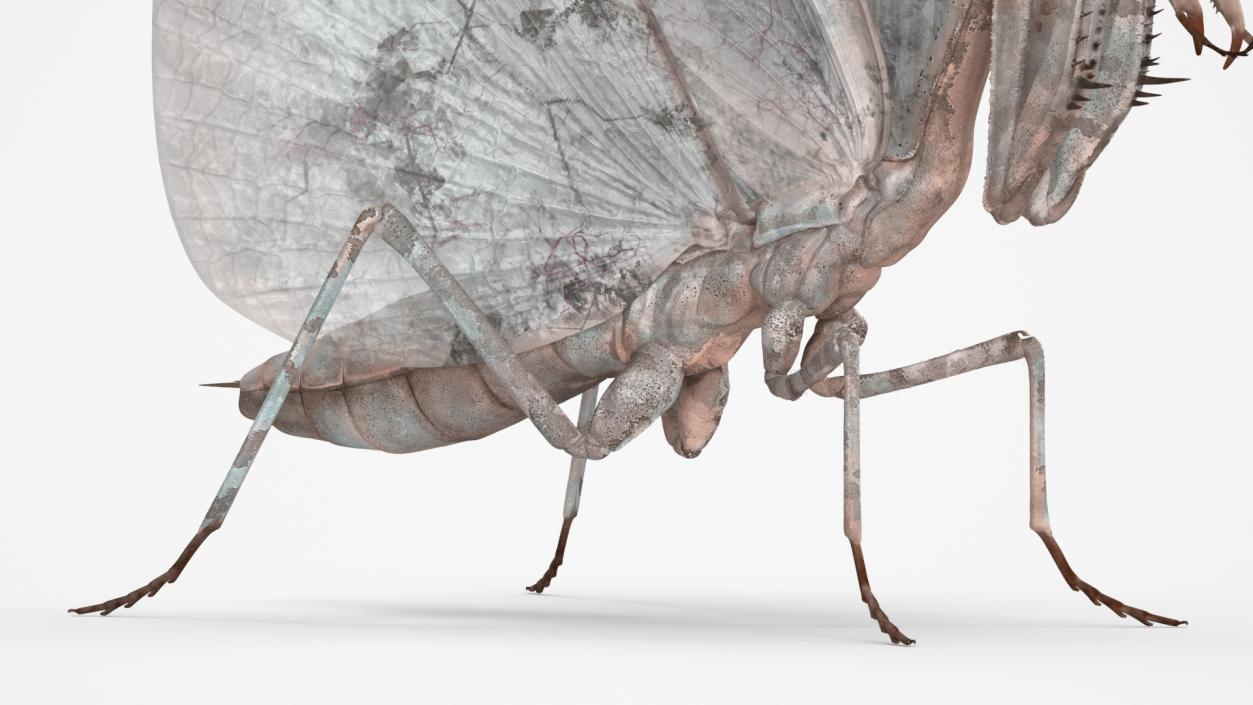 3D model Praying Mantis Insect Fur