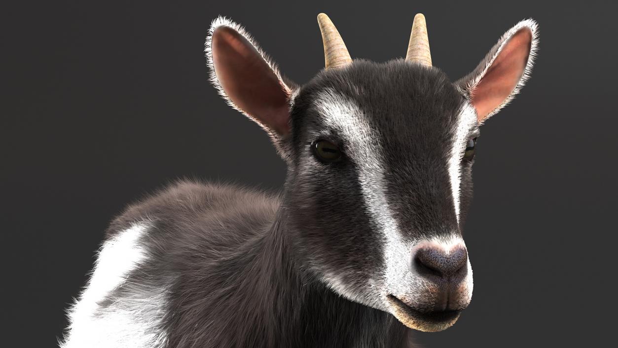 Domestic Goat Fur 3D