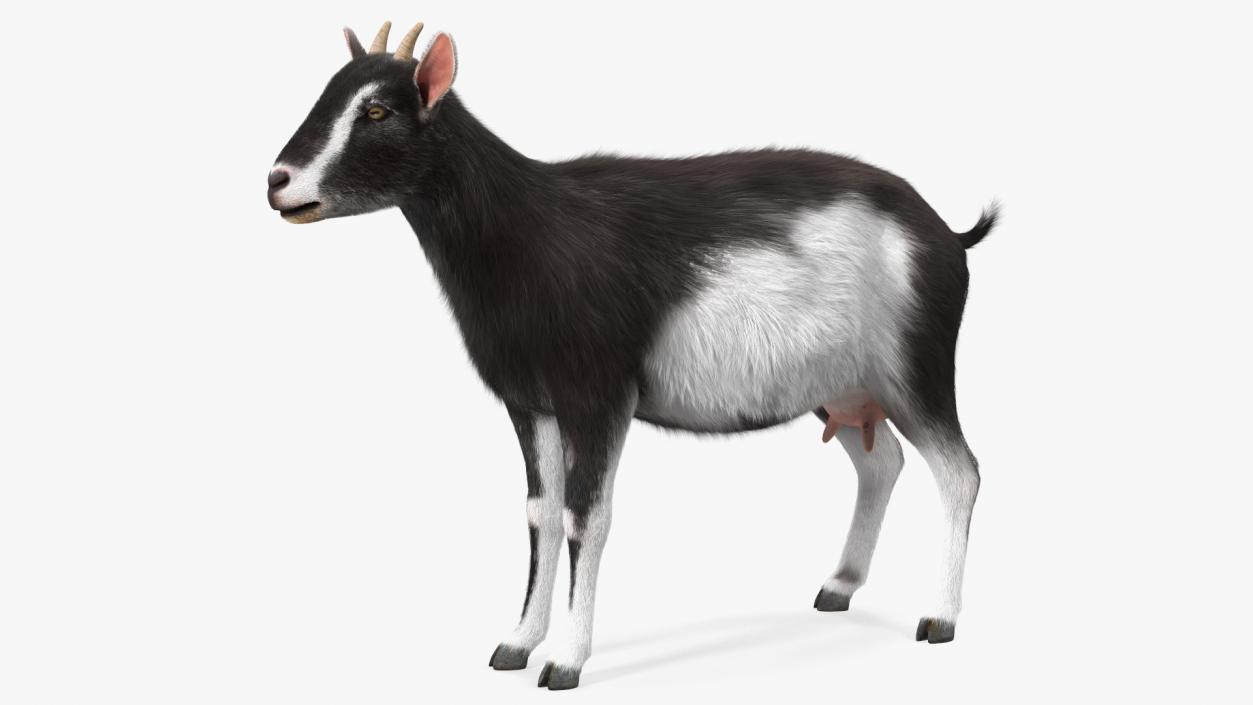 Domestic Goat Fur 3D