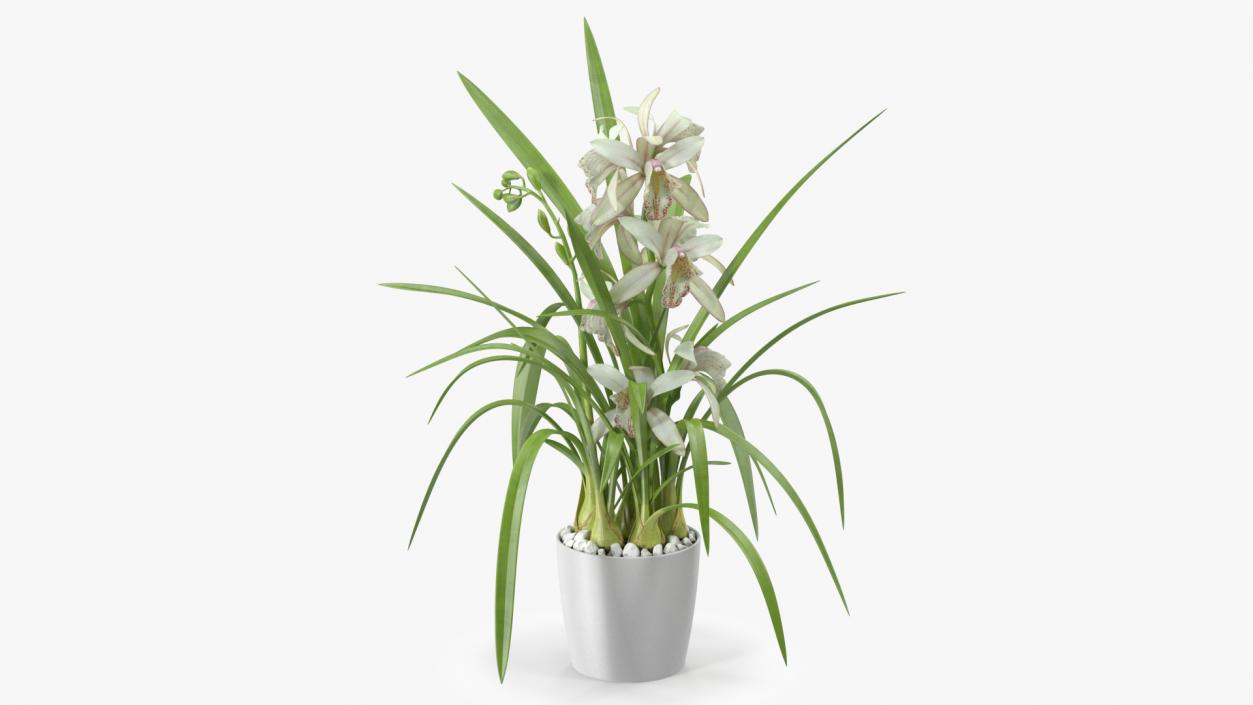 White Orchid Flower Pot Fur 3D