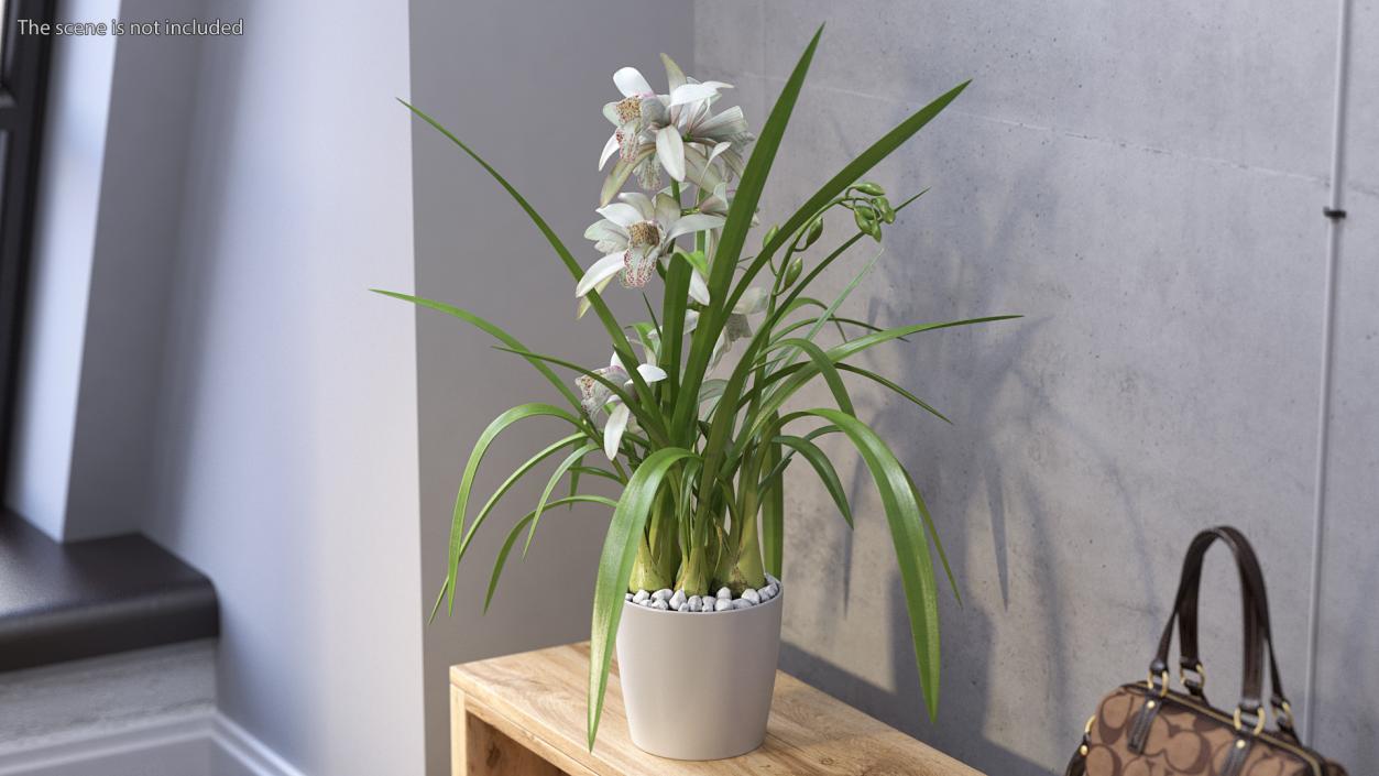 White Orchid Flower Pot Fur 3D