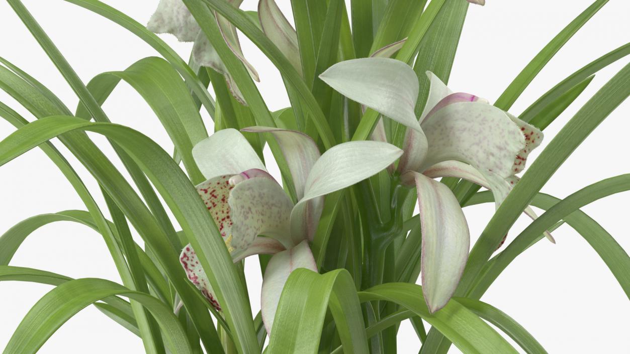 White Orchid Flower Pot Fur 3D