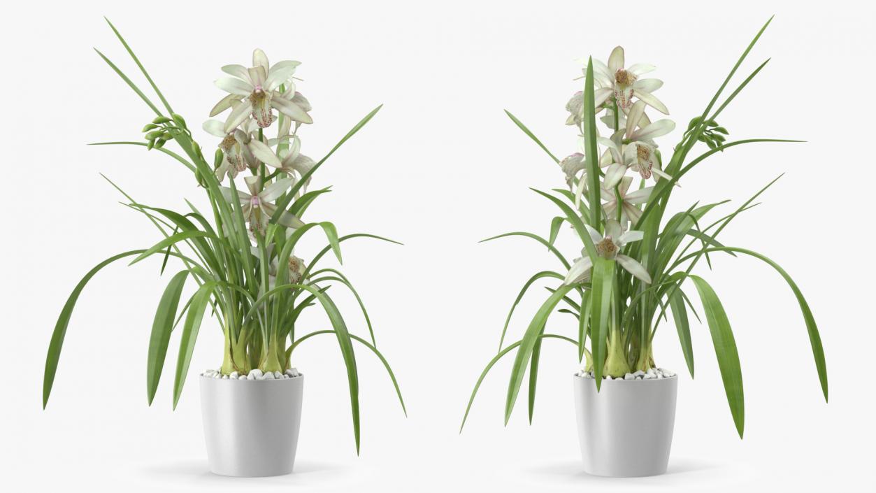 White Orchid Flower Pot Fur 3D