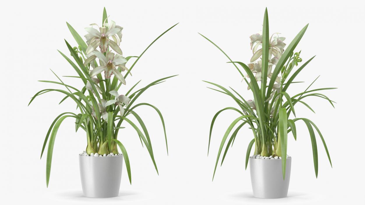 White Orchid Flower Pot Fur 3D