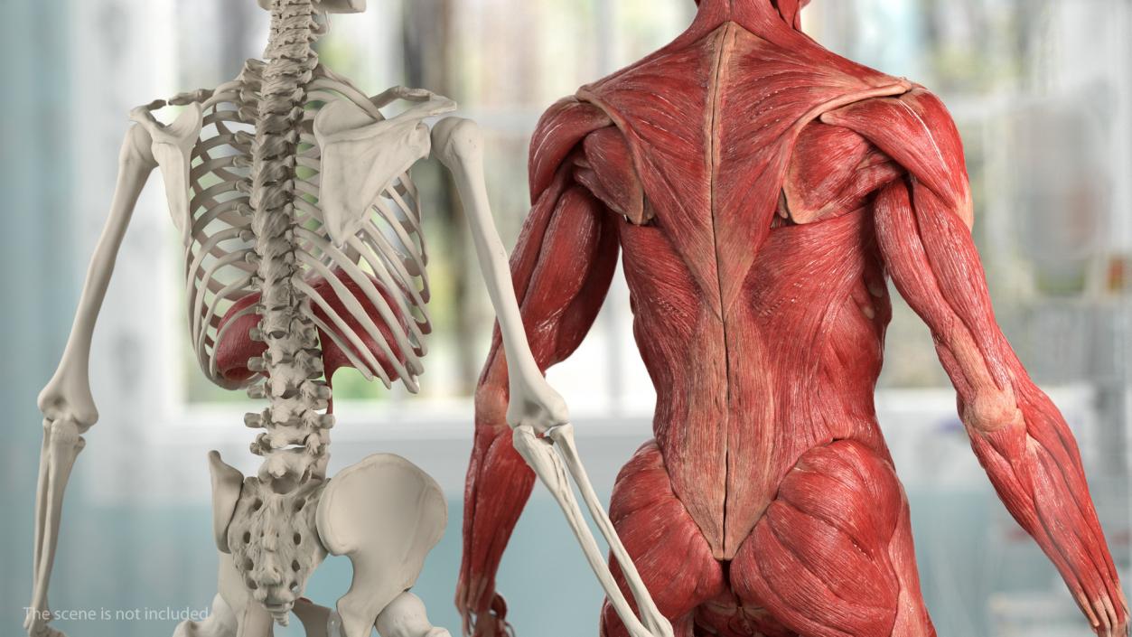 3D Male Skeleton Muscular System and Skin model