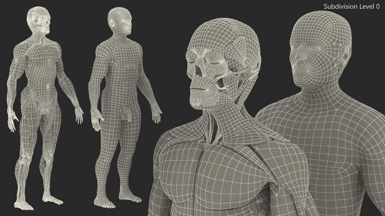 3D Male Skeleton Muscular System and Skin model