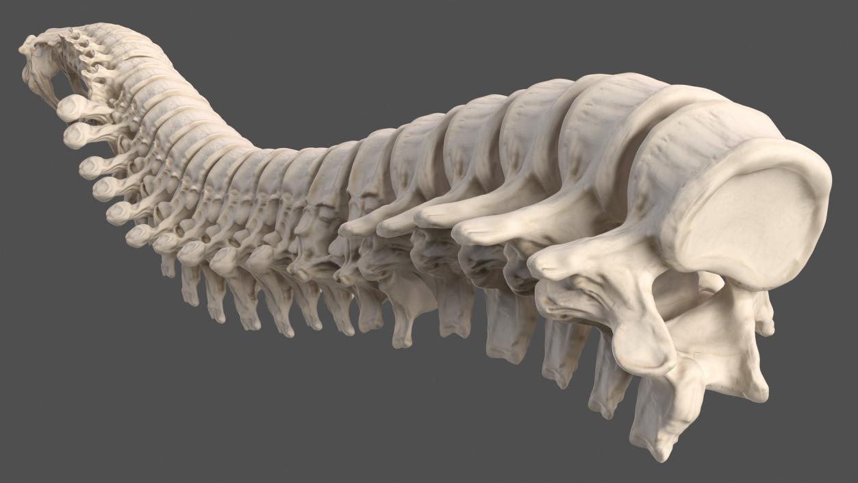 3D Male Skeleton Muscular System and Skin model