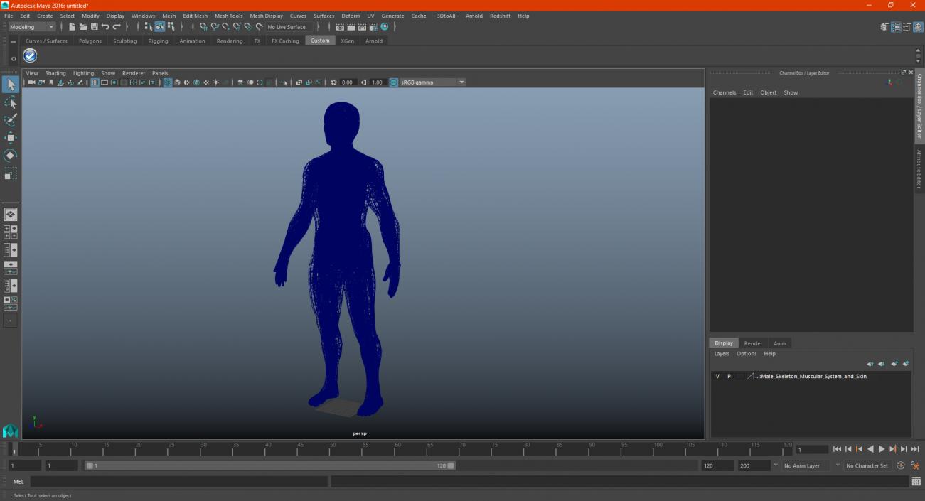 3D Male Skeleton Muscular System and Skin model